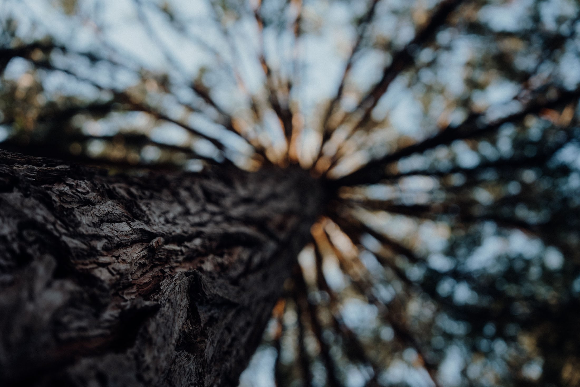 Close-up shot of a tree trunk looking up towards the branches, with a blurred background of foliage.