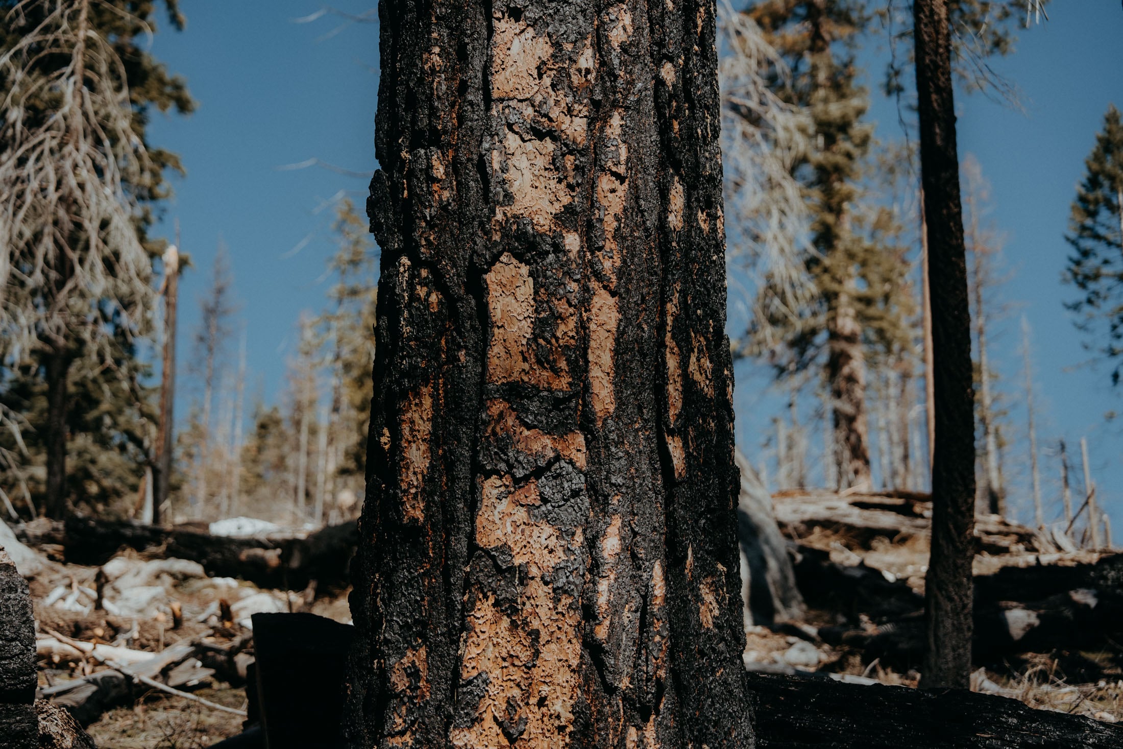 Close-up of a charred tree trunk in a forest, showing blackened bark and hints of brown wood, with other trees and a clear blue sky in the background.