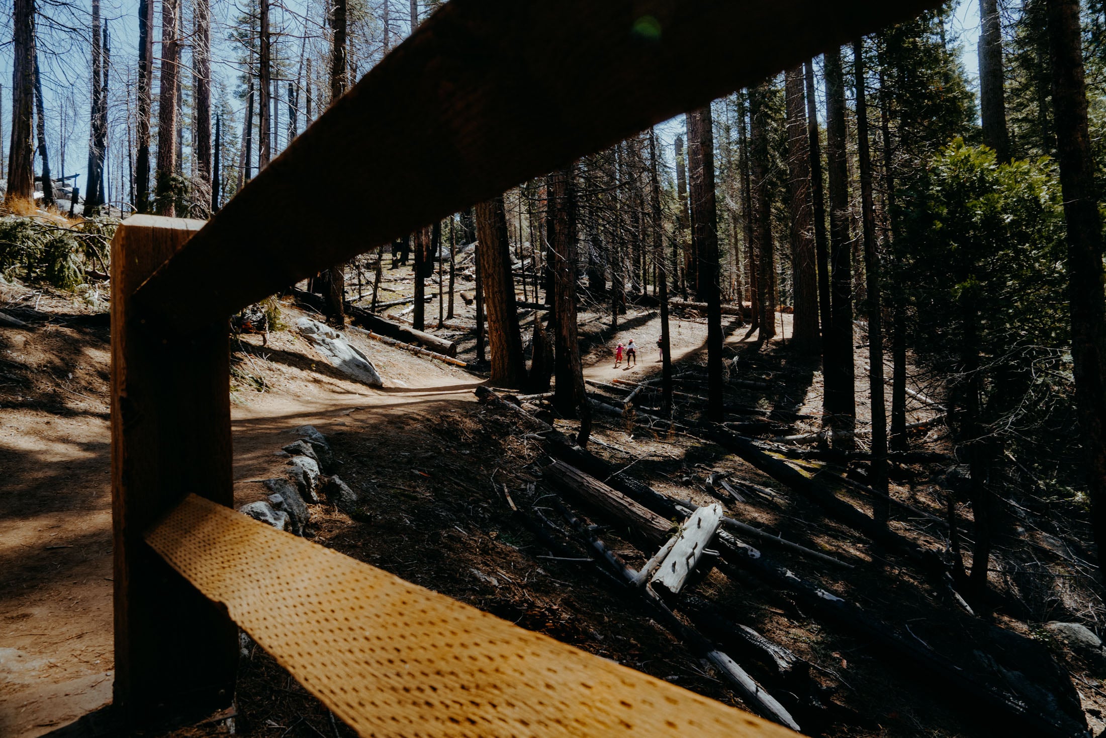 A view of a forest path with tall trees and two people walking in the distance, framed by a wooden railing in the foreground.