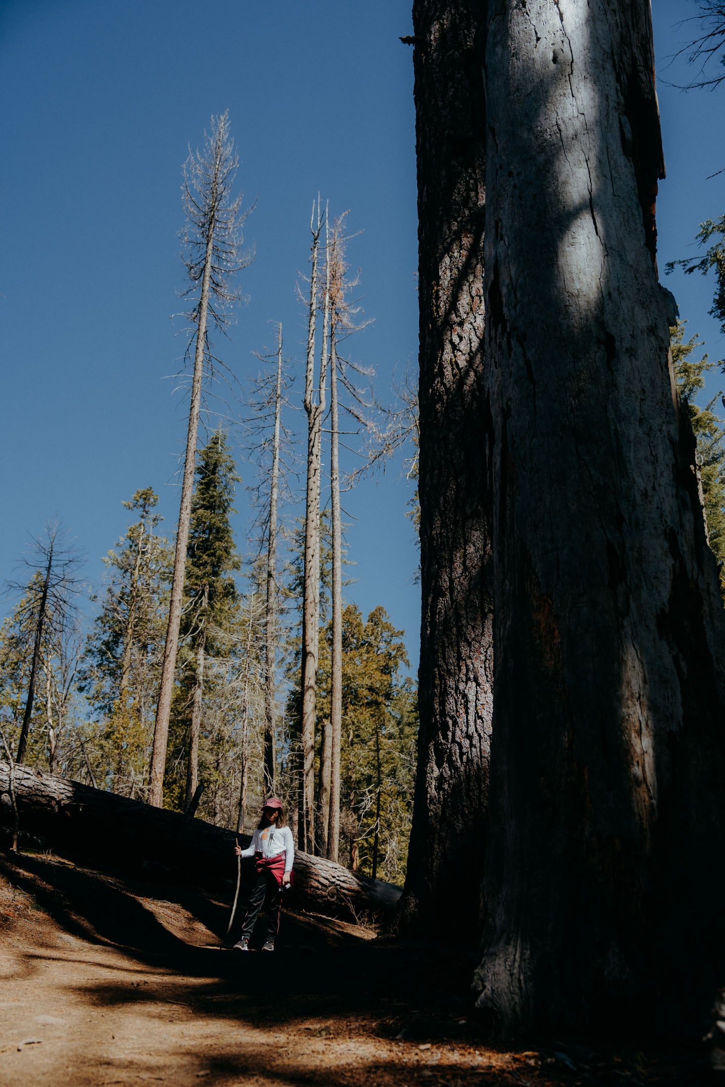 A person standing on a dirt path in a forest, surrounded by tall trees and a fallen log.