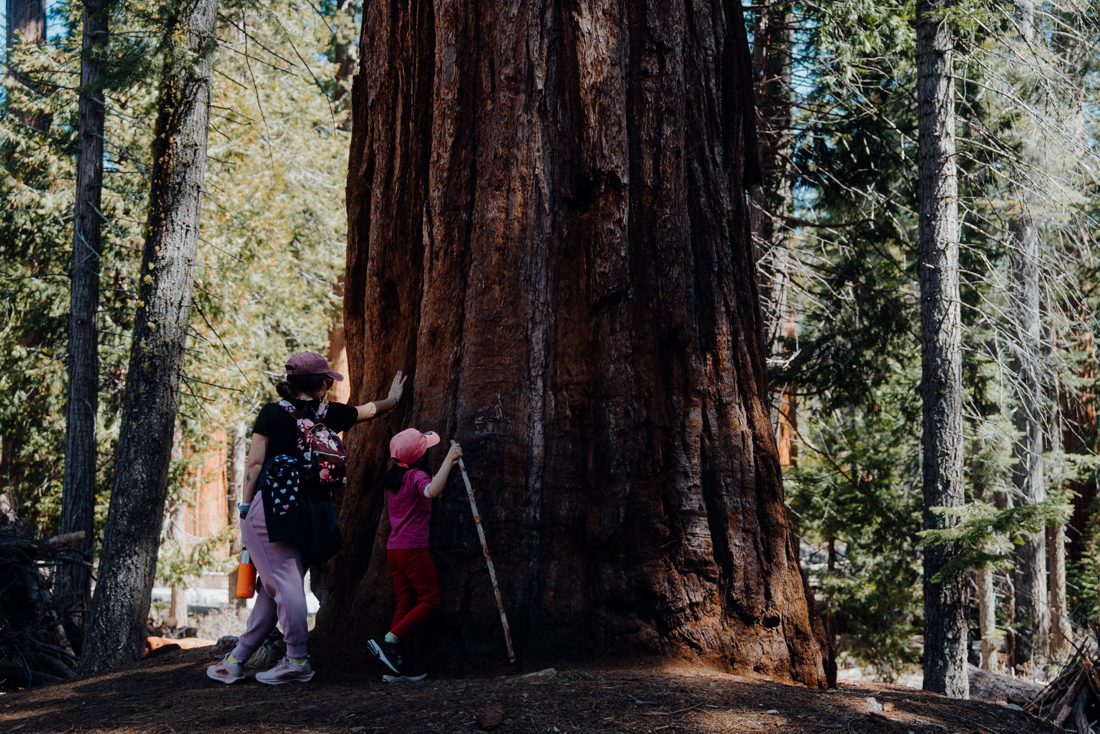 A woman and a child are leaning against a massive tree in a forest, with the child holding a stick.