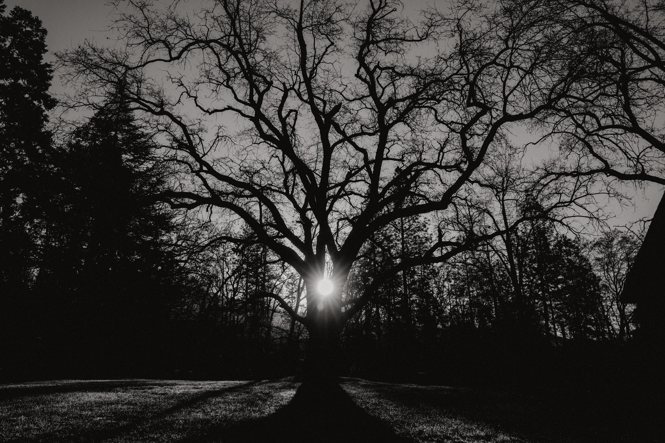 Silhouette of a large tree with intricate branches against a darkening sky, with sunlight peeking through the branches.