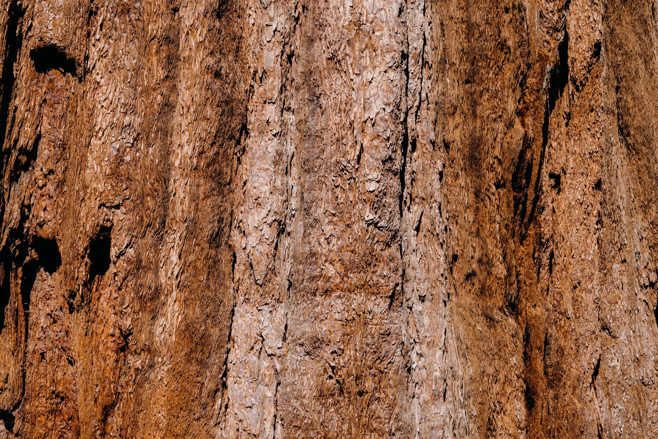 Close-up view of a textured tree bark with rich brown tones and intricate patterns.