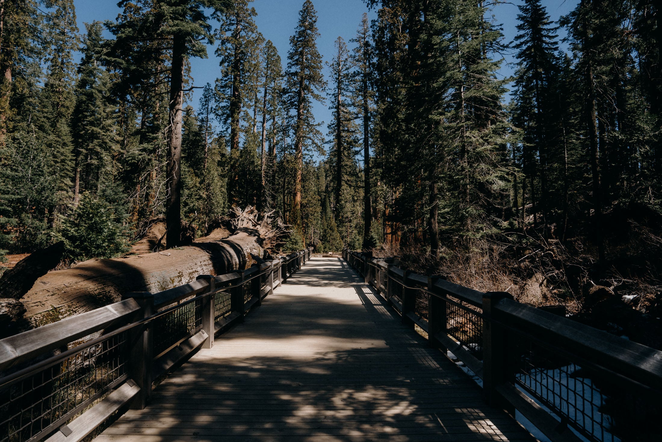 A wooden boardwalk path surrounded by tall trees and a fallen log in a dense forest.