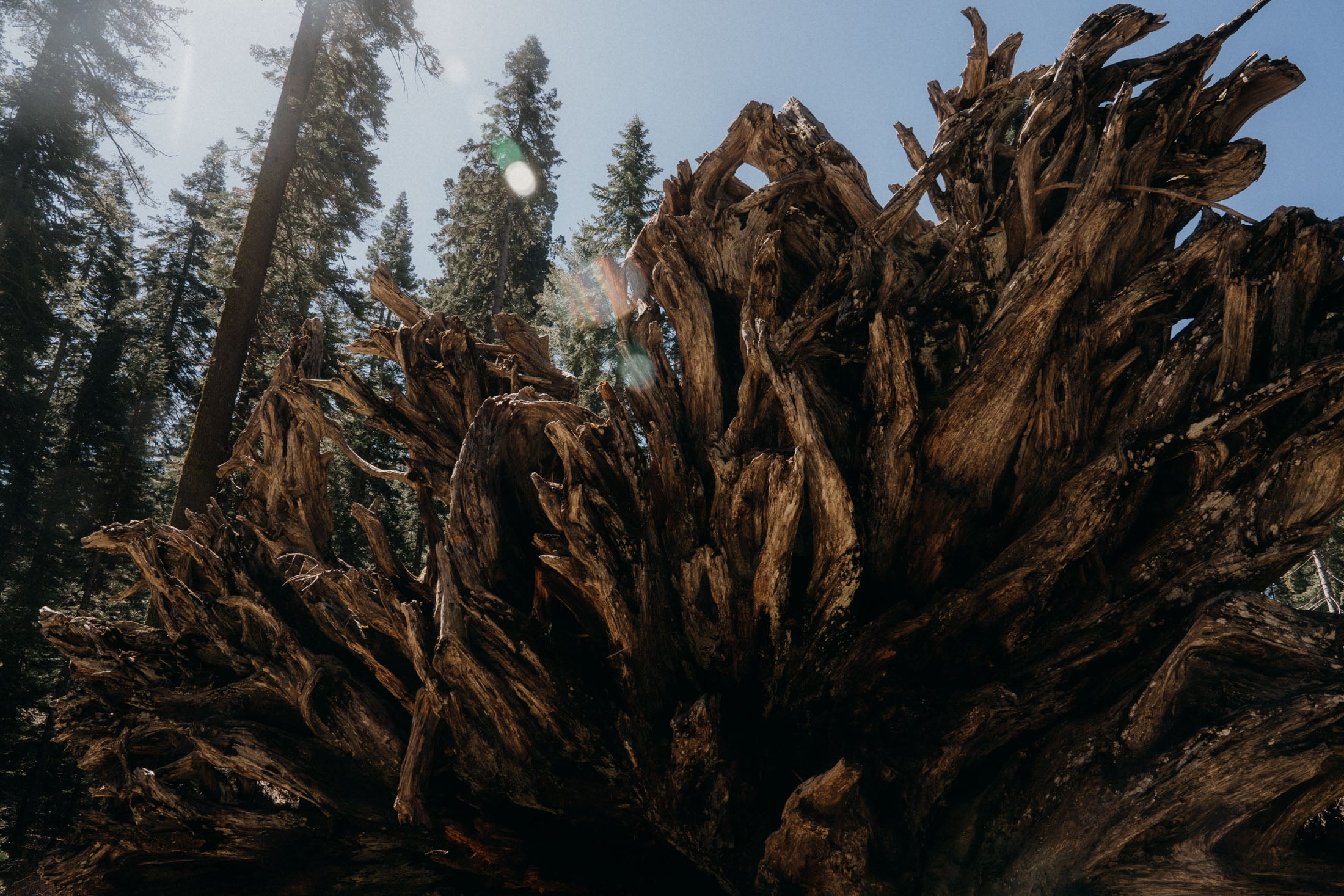 Close-up of an uprooted tree with twisting roots, surrounded by tall evergreen trees under a blue sky.