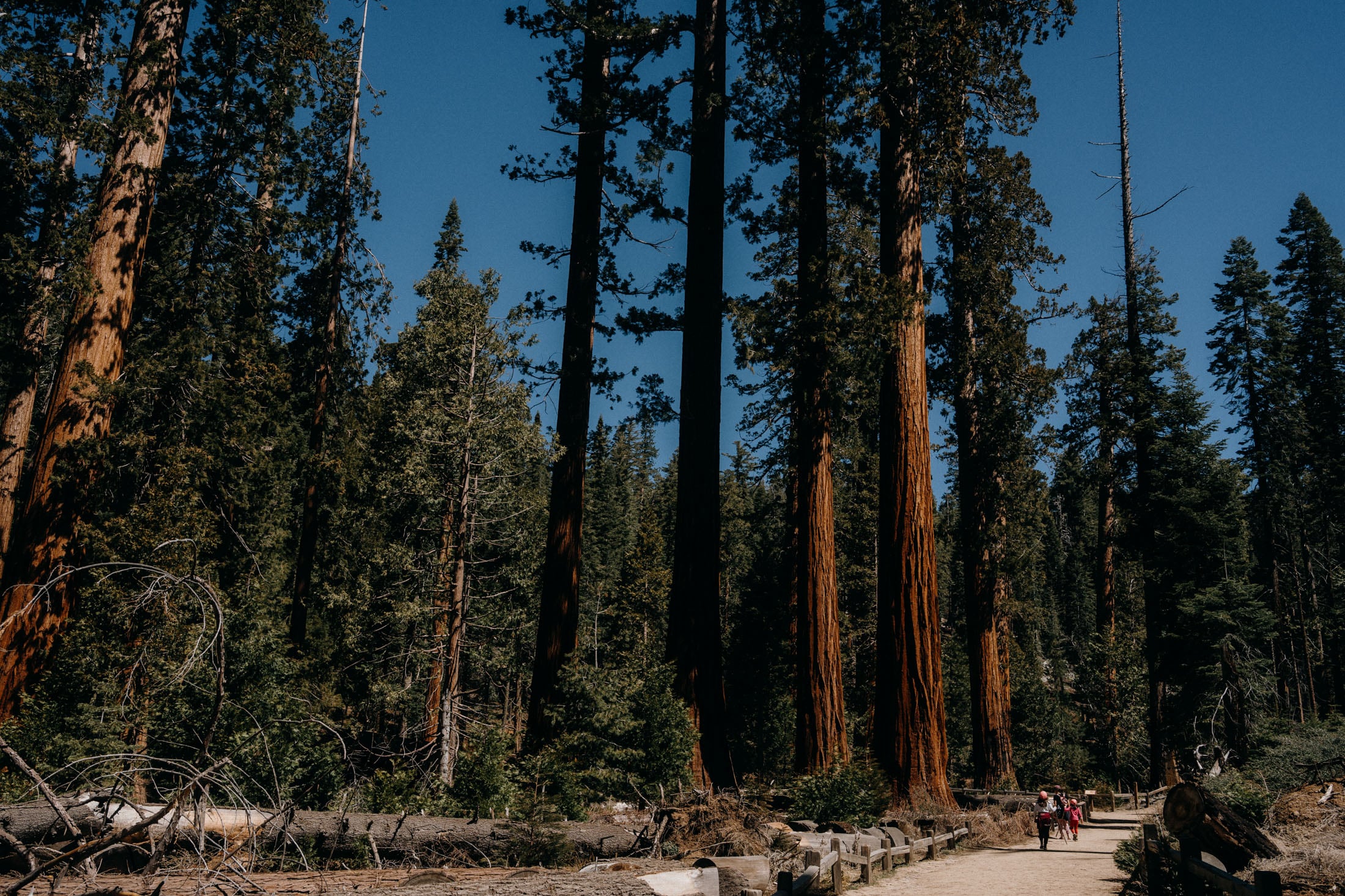 Tall sequoia trees in a forest with a dirt path and people walking in the background.
