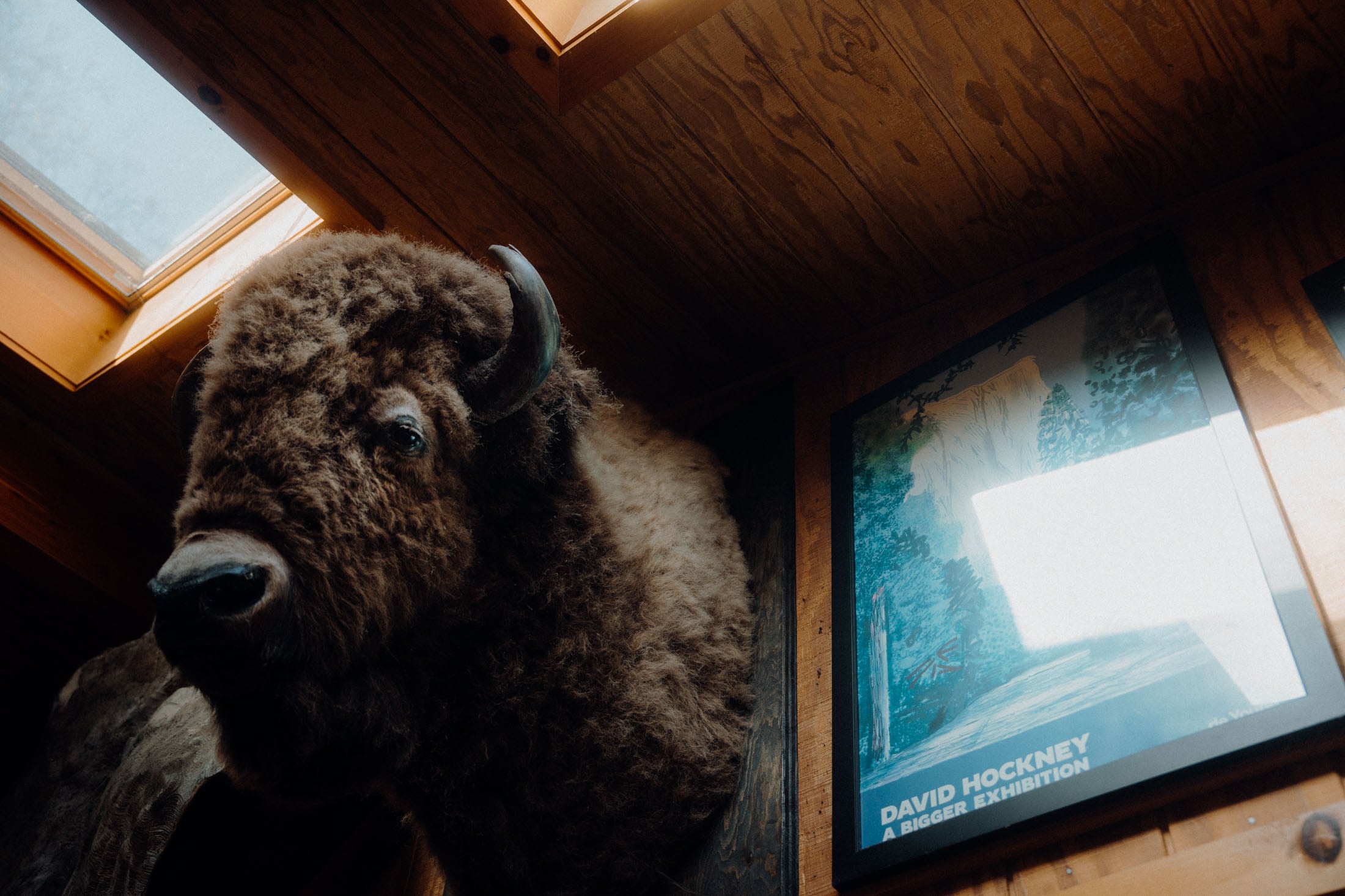 Close-up of a bison's head mounted on a wall, with a wooden ceiling above and a framed poster of a David Hockney exhibition in the background.