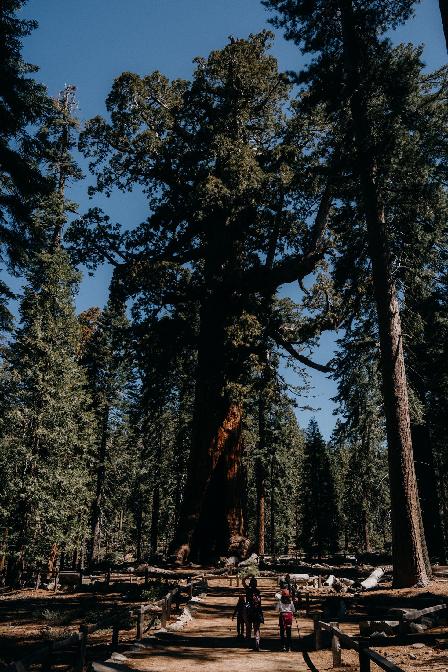 Two people walking on a dirt path in a forest, surrounded by tall trees including a large sequoia.