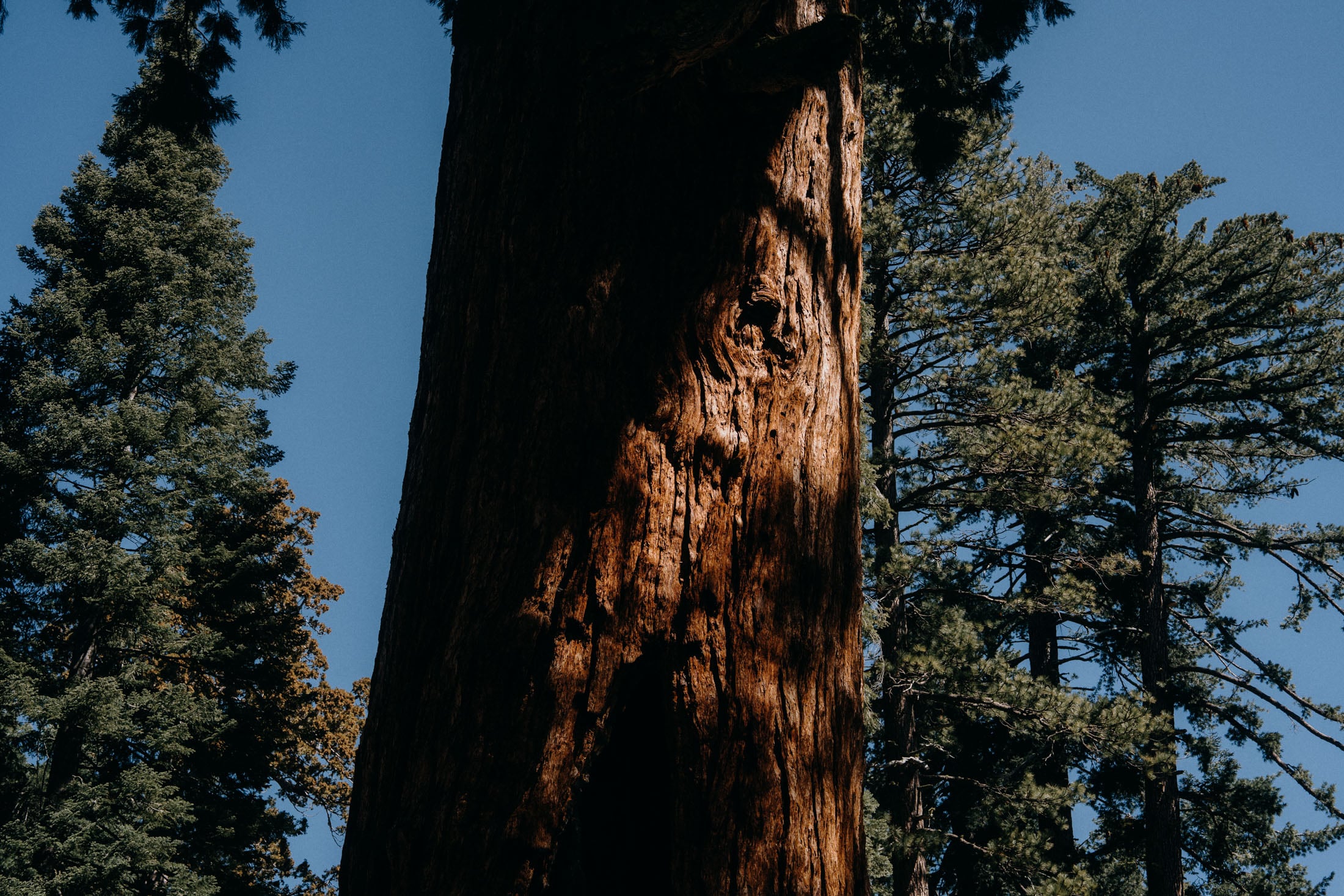 Close-up of a tall tree trunk with textured bark, surrounded by green pine trees against a clear blue sky.