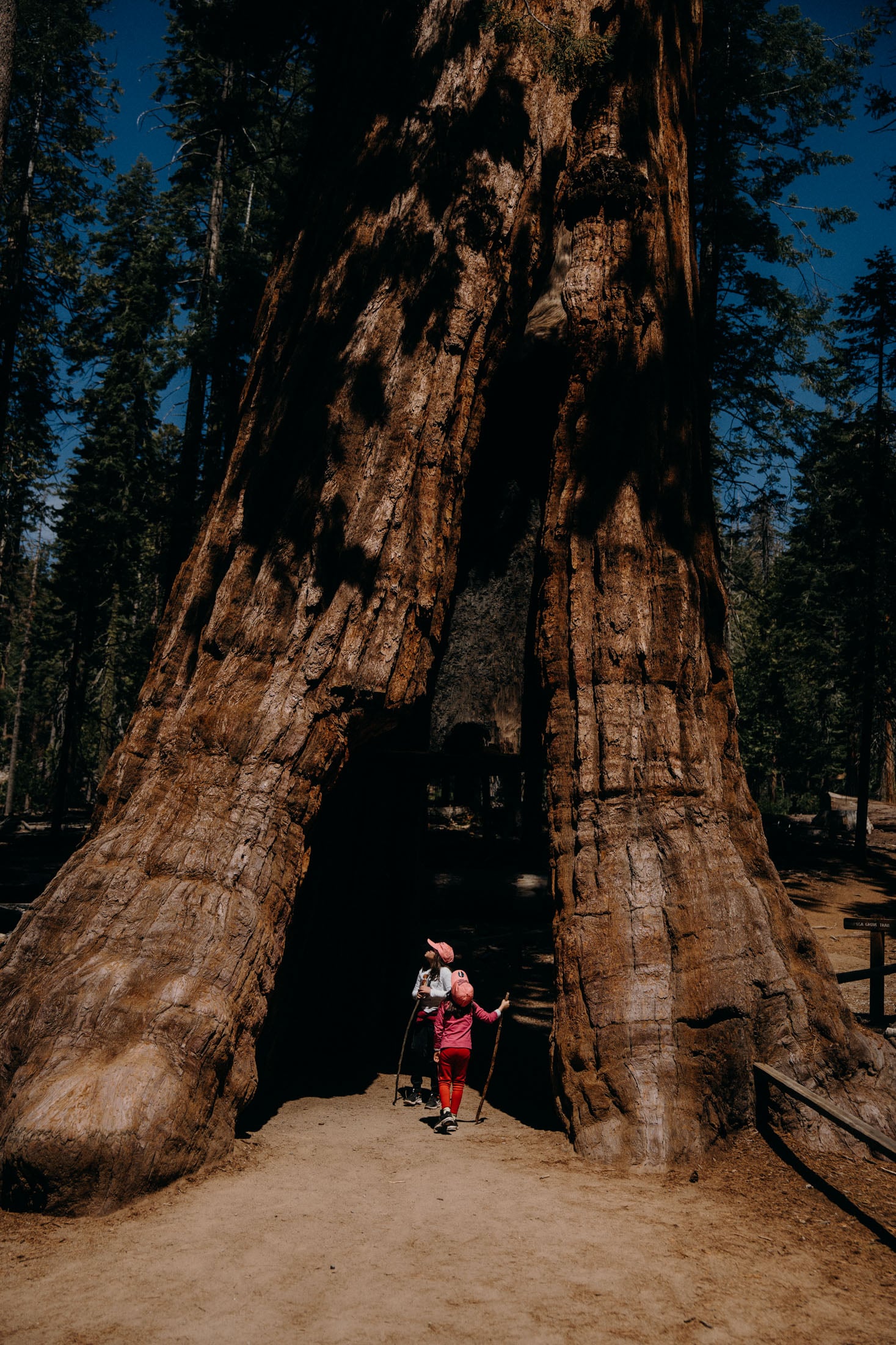 Two children walking through a large tree trunk in a forest, one holding a walking stick and wearing a pink outfit.