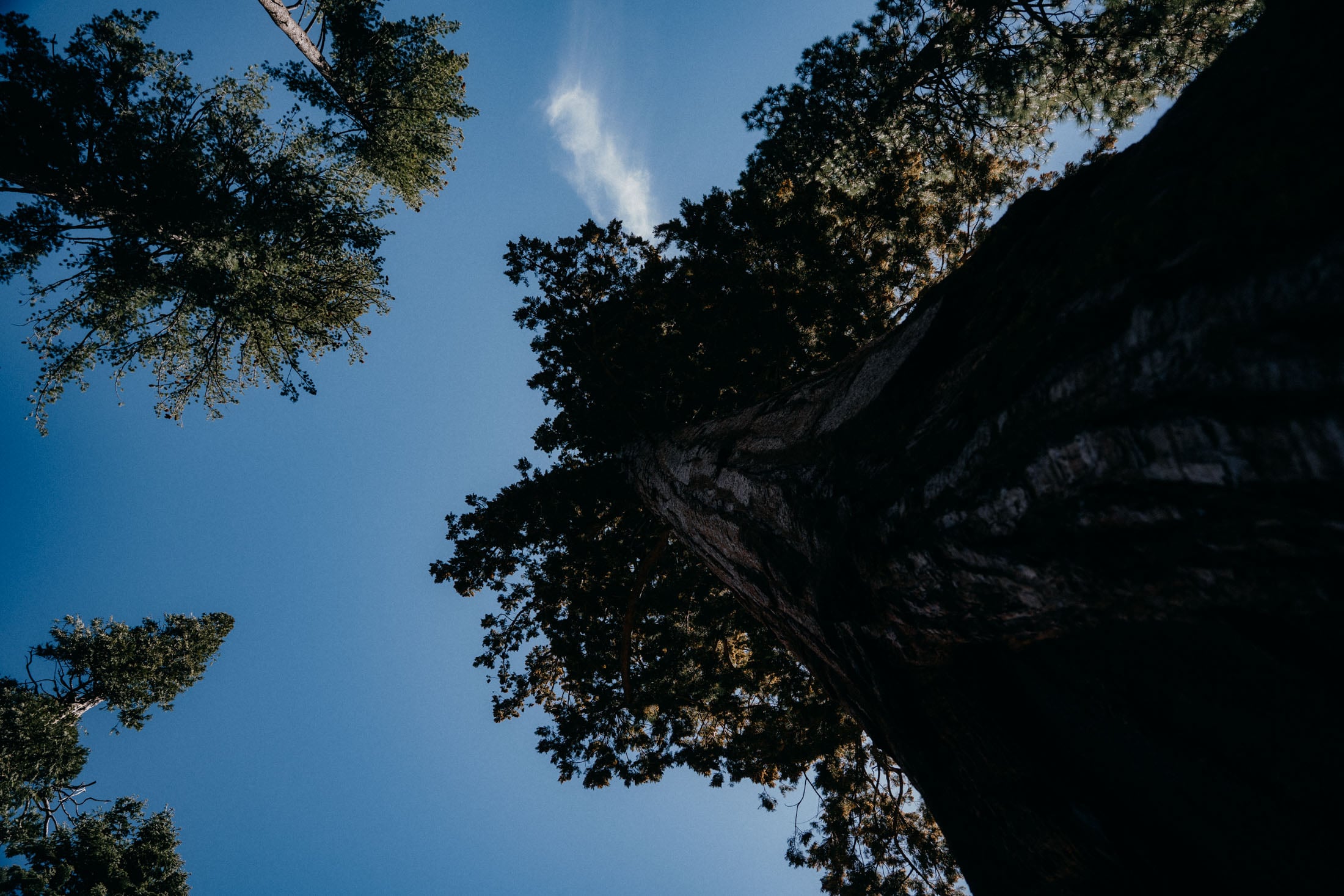 View looking up at tall trees against a clear blue sky.
