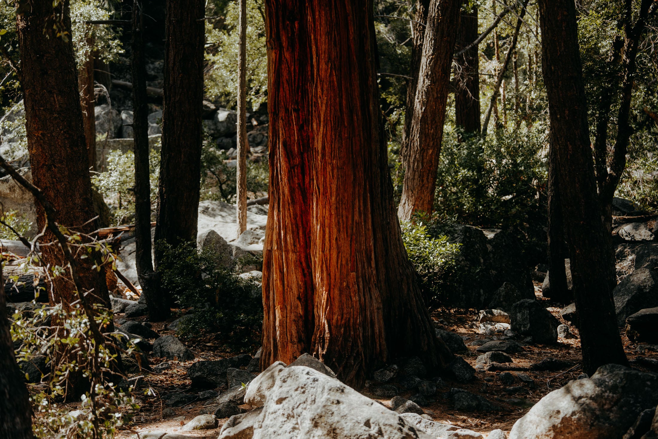 A towering tree with a textured bark surrounded by other trees and rocky ground in a forested area.