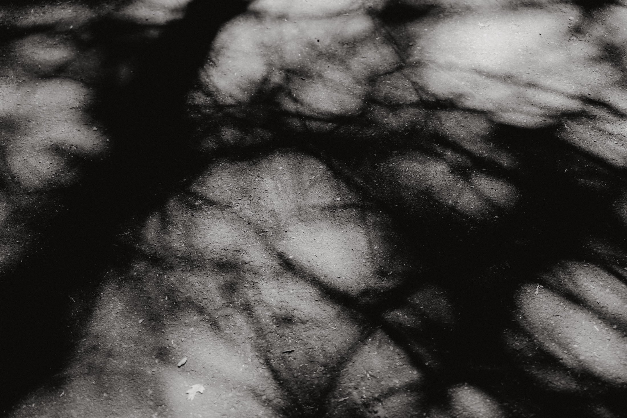 Black and white image of tree shadows cast on a textured surface.