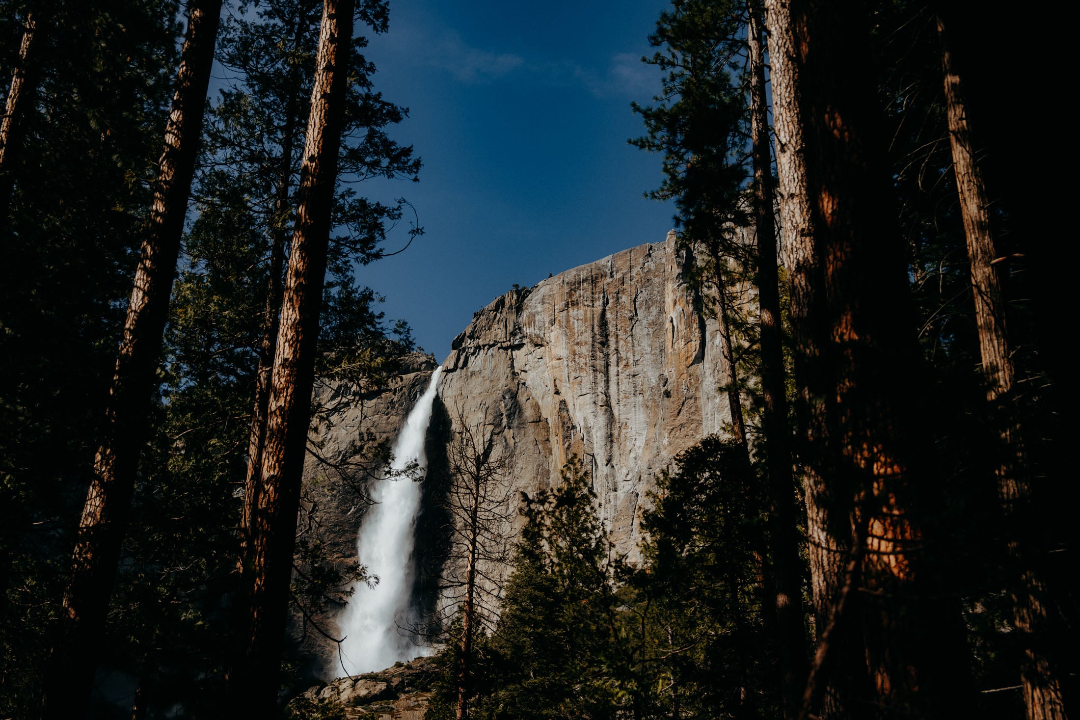 A stunning waterfall cascading down a cliff, framed by tall pine trees under a clear blue sky in Yosemite National Park.