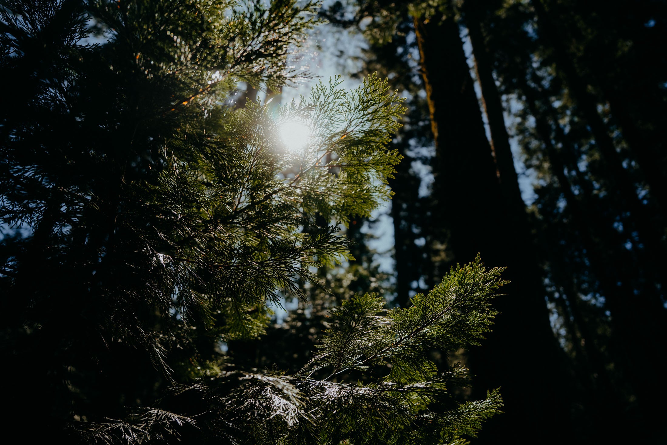 Sunlight filtering through lush green pine branches in a forest.