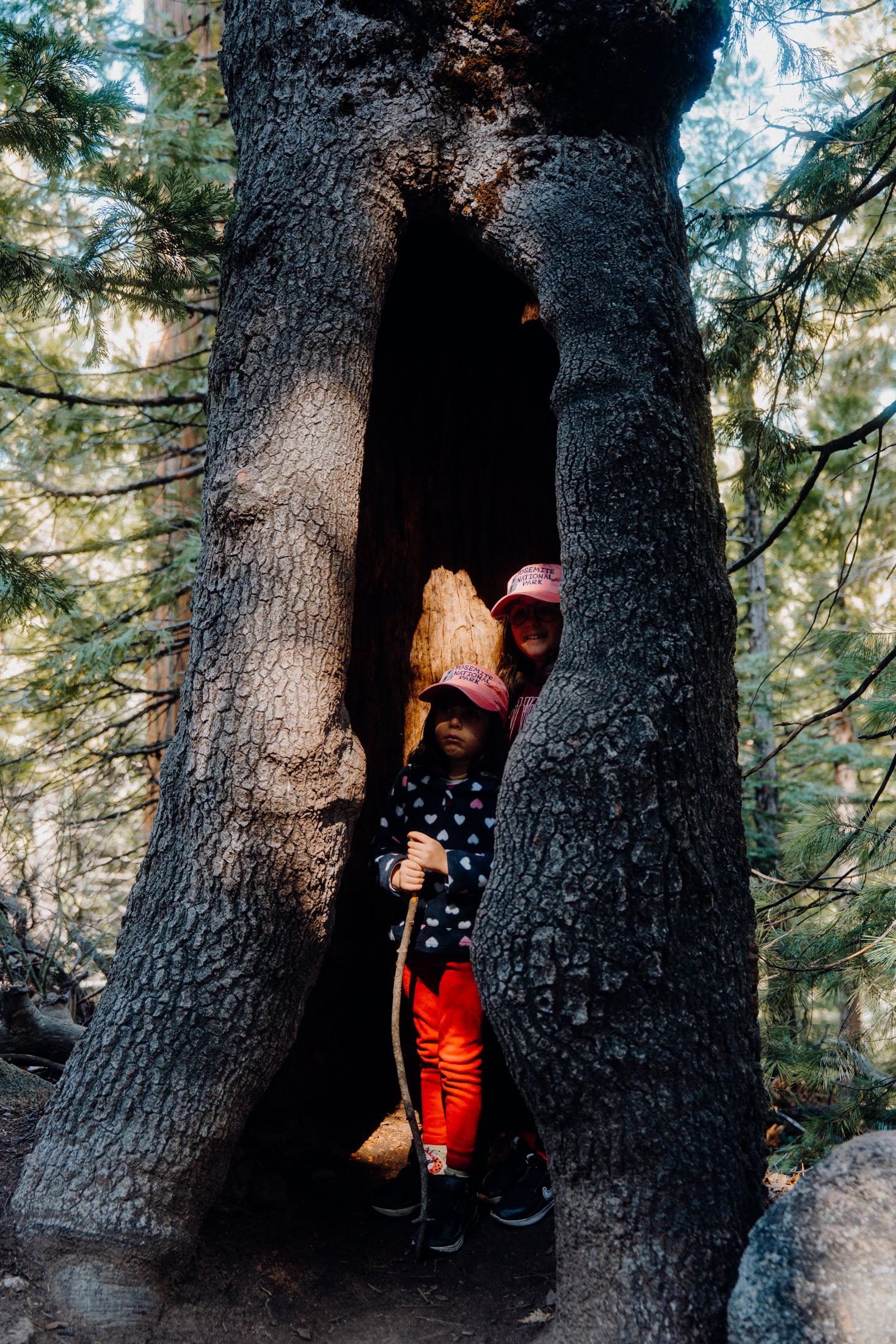 Two children standing inside a large tree trunk in a forest, surrounded by greenery.