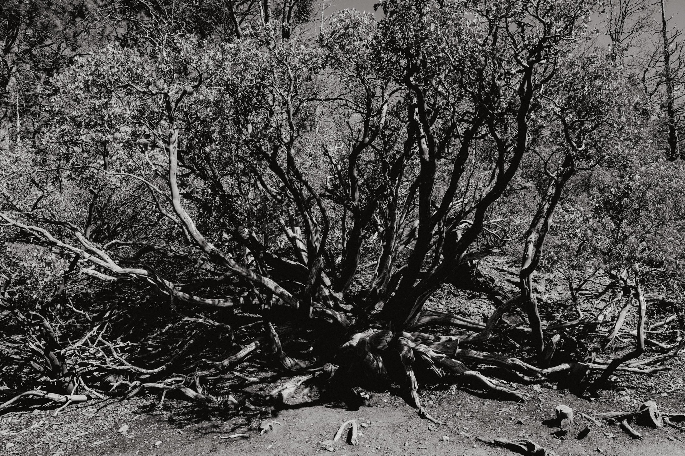 A black and white photograph of a gnarled tree with sprawling branches and visible roots, surrounded by a natural landscape.