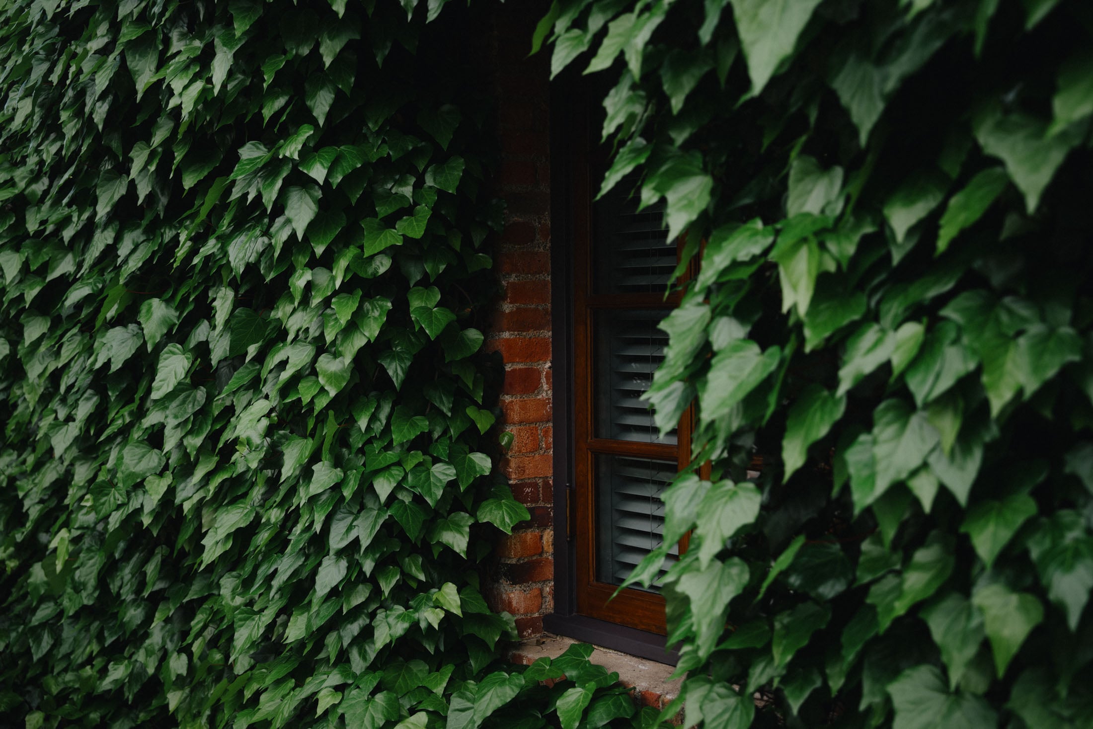 A close-up view of a brick wall partially covered with dense green ivy, with a wooden window frame visible between the foliage.