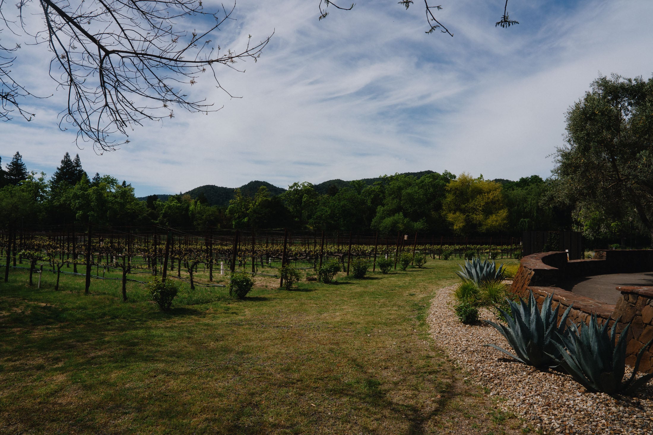 A scenic vineyard landscape featuring green foliage and rows of vines, with distant mountains under a cloudy sky.