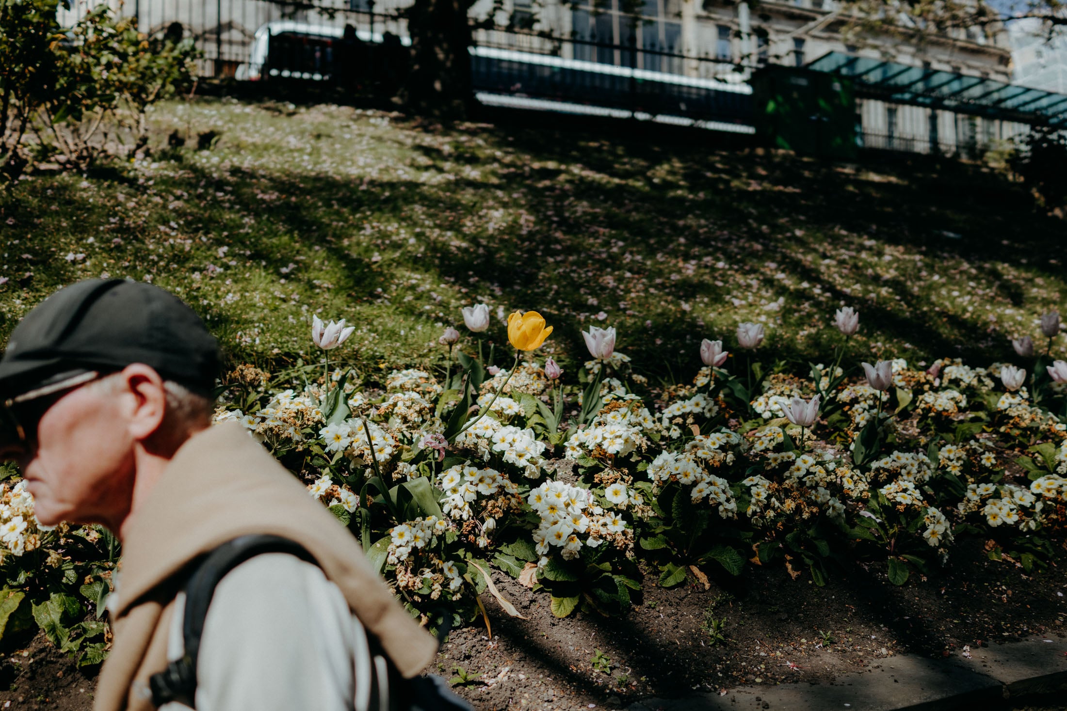 A man in a cap walking past a flowerbed with pink and white tulips and yellow flowers.