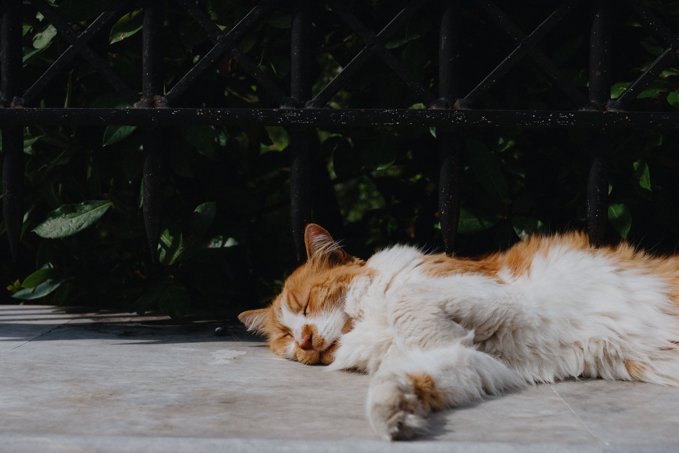 A fluffy orange and white cat sleeping peacefully on a tiled surface, partially shaded by a black wrought iron fence and surrounded by green foliage.