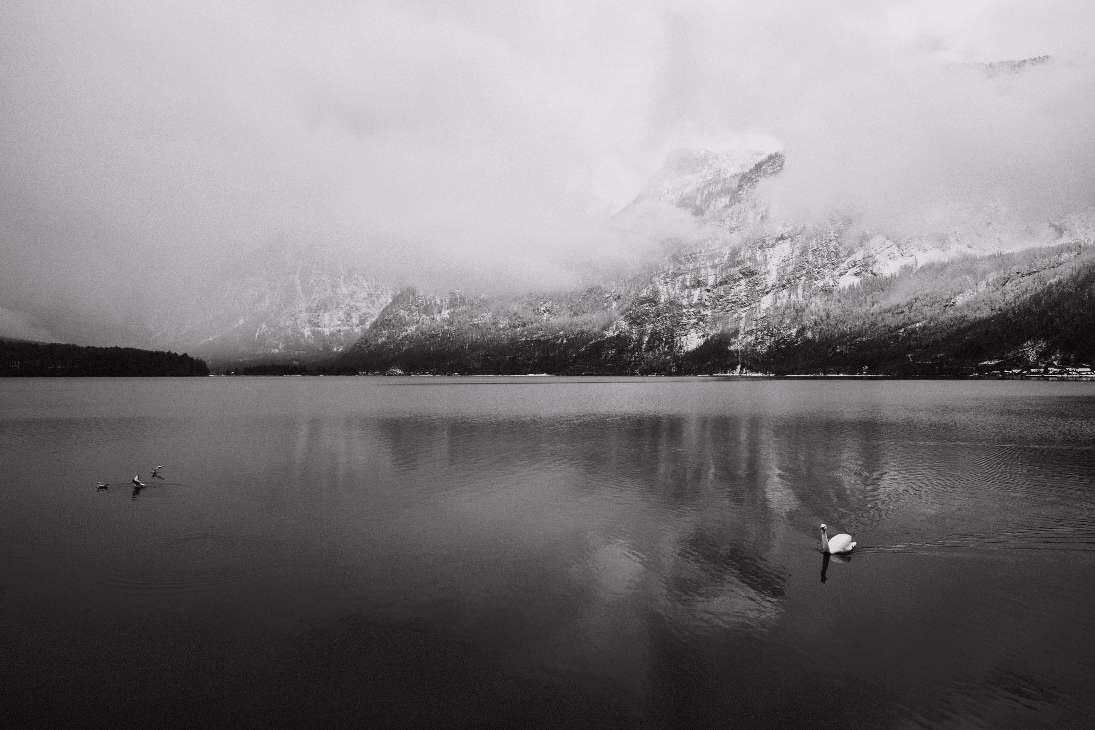 A serene black and white landscape featuring a calm lake surrounded by misty mountains, with a swan swimming and a few other birds in the water.